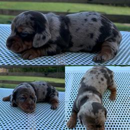 Posie - Dapple female Dachshund puppy in Pollok, Texas from Magnolia Kennels