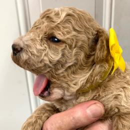 Sally - Apricot female Poodle puppy in Nacogdoches, Texas from BA Mini Poodles