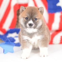 Akio - Red Boy 🩵 - Red male Shiba Inu puppy in Neosho, Missouri from Sunny Terrace Shibas
