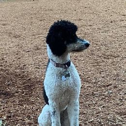 Zoey  - Poodle