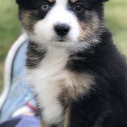 Toy Australian Shepherds from East Lake Aussies