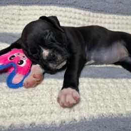 Senna - Brindle female Boxer puppy in Sugar Land, Texas from House of Onyx Boxers