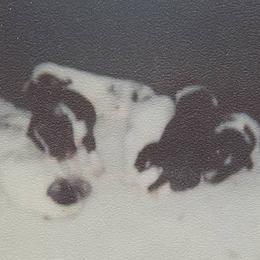 Shetland Sheepdog Puppies from Wyndeway Shetland Sheepdogs