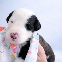 Guinness - Brown and white male Sheepadoodle puppy in Rocky Point, North Carolina from CelticDoods