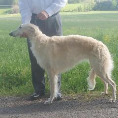 Mischka - Borzoi