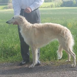 Mischka - Borzoi