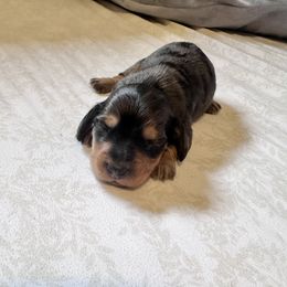 Dapple boy - Black and cream male Dachshund puppy in Maui, Hawaii from Versatile Ohana