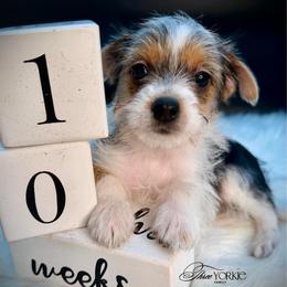 Black-white boy - Parti male Yorkshire Terrier puppy in Machesney Park, Illinois from Three Yorkie Family