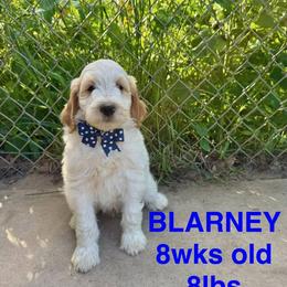 Cockapoo and Goldendoodle Puppies from Diva’s Darling Doodles
