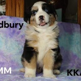 Australian Shepherd All Grown Up from Becki with Kountry Klassic Aussies