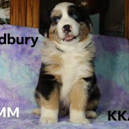Australian Shepherd All Grown Up from Becki with Kountry Klassic Aussies