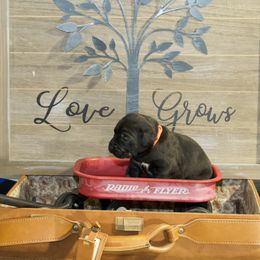 Girl 3 - Cane Corso puppy in Lakewood, Colorado from Rosso Räk Kennels