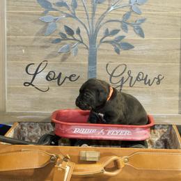 Girl 3 - Cane Corso puppy in Lakewood, Colorado from Rosso Räk Kennels