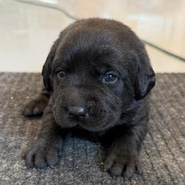 Susan, Champion Line English Lab - Black female Labrador Retriever puppy in Owosso, Michigan from Bennington Retrievers