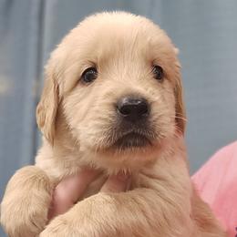Mr. Green - Light golden male Golden Retriever puppy in Mocksville, North Carolina from Hunting Creek Kennels & Farm