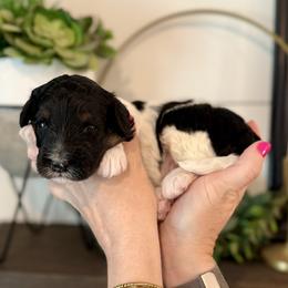 Yoshi- green collar male - Tri-color male Bernedoodle puppy in Salt Lake County, Utah from Coco Avenue Pups