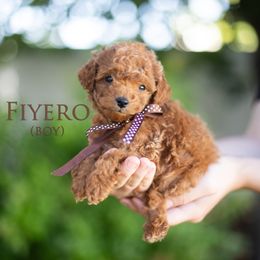 Boq (Black collar boy) - Red  male Goldendoodle puppy in Salt Lake City, Utah from Snowfire Doodles