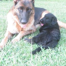 German Shepherd Puppies from V Diamondburg Kennels