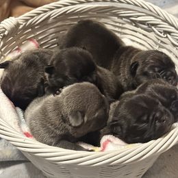 French Bulldog puppies from Blue Coast Bullies