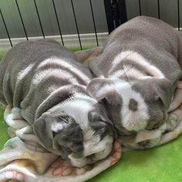 Bulldog Puppies from ABC Bulldogs