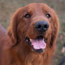 Boone - Golden Retriever