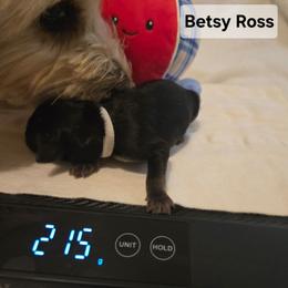 Betsy - Black and tan female Yorkipoo puppy in San Diego, California from TheSocialk9