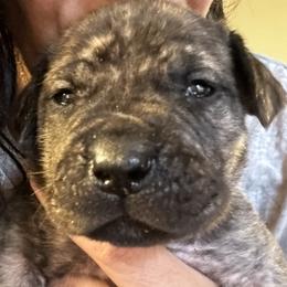 Anna - Fawn female Boerboel puppy in Bon Aqua, Tennessee from Erickson Ranch Boerboels