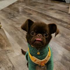 Gertrude - Brussels Griffon