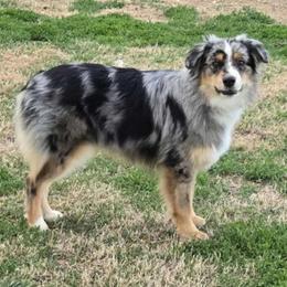 Dani - Blue merle female Miniature Australian Shepherd puppy in Owensboro, Kentucky from JnT's Bluegrass Mini Aussies