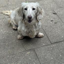 Sophie - Dachshund