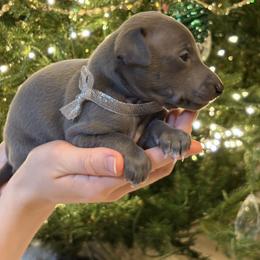 Silver boy - Blue male Italian Greyhound puppy in Duvall, Washington from Hunter_Moon Hounds