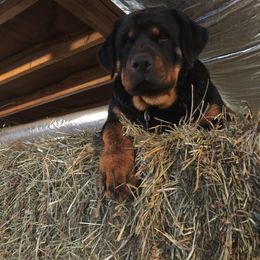 Rottweiler All Grown Up from Sweetgum Farm