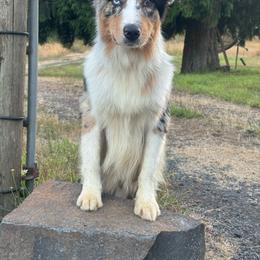 BMM5 - Blue merle male Australian Shepherd puppy in Chehalis, Washington from Wandering Acres Ranch