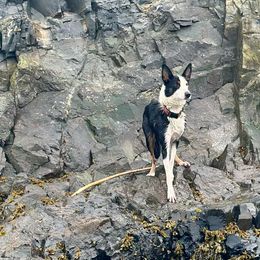 Australian Shepherds, Border Collies, and Sporty Mixes from Fika Herders