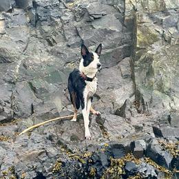 Australian Shepherds, Border Collies, and Sporty Mixes from Fika Herders