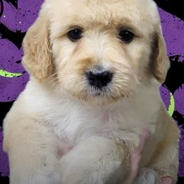 Lilac - Cream female Goldendoodle puppy in Mc Kinney, Texas from Safari Doodles