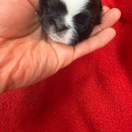 Baby boy 3 - Gold and white male Shih Tzu puppy in Monclova, Ohio from Heritage Toy Poodles & Hallmark Jolei Shih Tzus