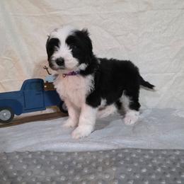 Nova - Black and white female Sheepadoodle puppy in Weatherford, Texas from Oodles of poodles and doodles