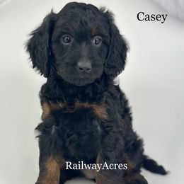 Casey - Phantom female Goldendoodle puppy in Milford, Indiana from Railway Acres Kennel