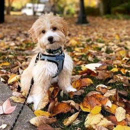 Goldendoodles, Maltese, Maltipoos, and Poodles from Dream Paws Puppies, LLC