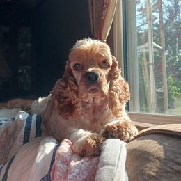 Bryce - Cocker Spaniel