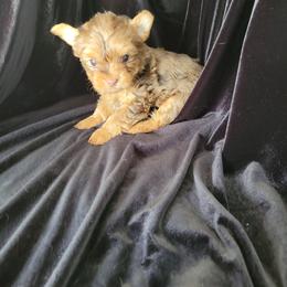 Danny.Danny. - Chocolate and tan male Yorkshire Terrier puppy in Buda, Texas from BIOLA'S YORKIES