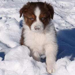 Quest - Red tri-color male Australian Shepherd puppy in Falcon, Missouri from www.maubachranch.com