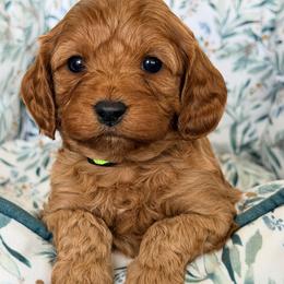 Emerson - Red male Cavapoo puppy in Preston, Idaho from Rocking JH Pup Co