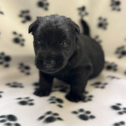 Boy 1 - Black male Scottish Terrier puppy in Scurry, Texas from Starlight Scotties of Texas