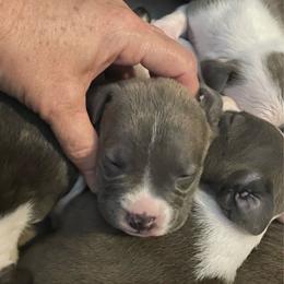 Delta - Blue brindle female American Staffordshire Terrier puppy in Monroe, Georgia from Irresistibull Staffords