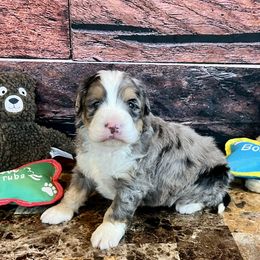 Christmas Henry - Blue merle male Bernedoodle puppy in Sioux Falls, South Dakota from WhiskeyCreek Doodles