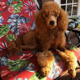 Biewer Terriers and Poodles from Classic Biewers