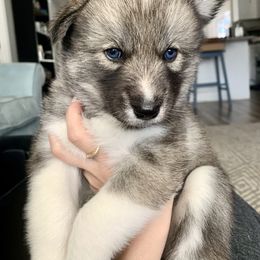 Siberian Husky Puppies from SoFlo Siberians