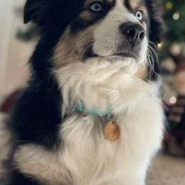 Assorted Doodle Crosses, Australian Shepherds, and Miniature Australian Shepherds from True Heart Aussies